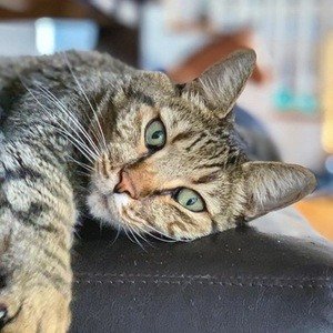 The Mean Kitty image 3