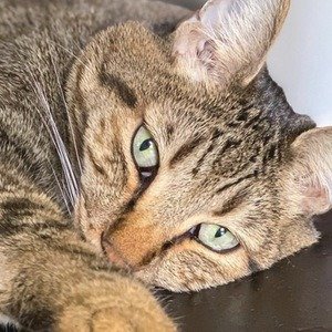 The Mean Kitty image 4