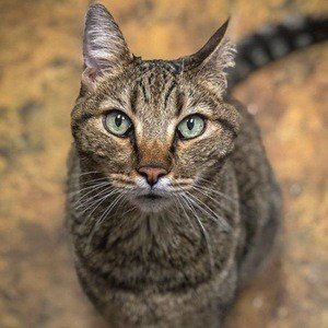 The Mean Kitty image 6