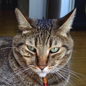 The Mean Kitty image 7