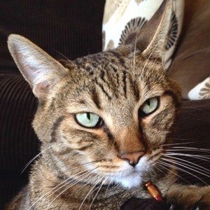 The Mean Kitty image 8