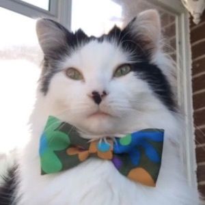 The Oreo Cat image 5