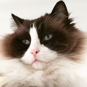 Timo the Ragdoll Cat image 3