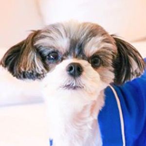 Tinkerbelle The Dog, 12 (Dog)