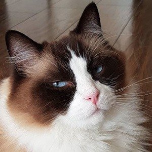 Toby Timo The Ragdoll Cat image 2