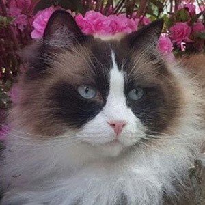 Toby Timo The Ragdoll Cat image 3