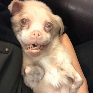 Tucker Wears Goggles, 11 (Dog)