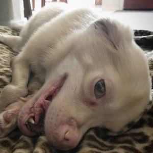 Tucker Wears Goggles image 4