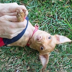 Tuna, 15 (Chien)