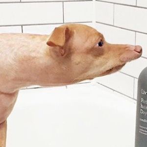 Tuna, 15 (Hund)