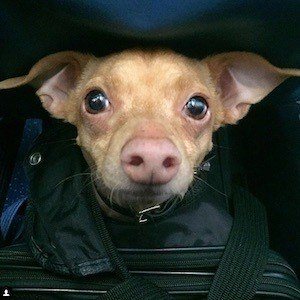 Tuna, 15 (Dog)