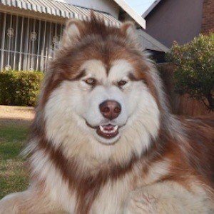 Tydus the Alaskan Malamute image 3
