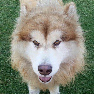 Tydus the Alaskan Malamute image 4