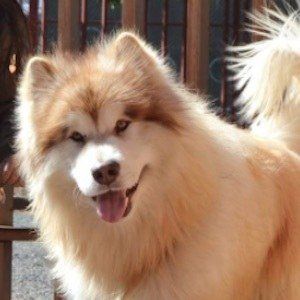 Tydus the Alaskan Malamute image 5