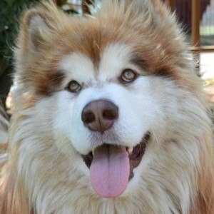 Tydus the Alaskan Malamute image 6