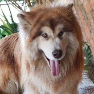 Tydus the Alaskan Malamute image 7
