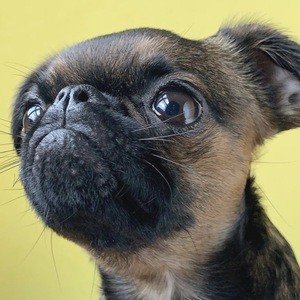 Walter the Griff, 7 (Chien)
