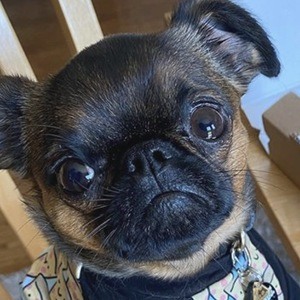 Walter the Griff, 7 (狗)