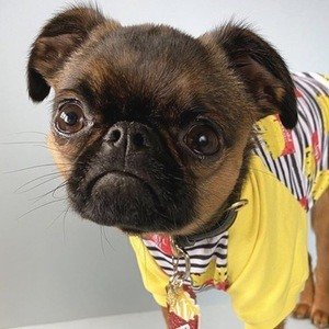 Walter the Griff, 7 (Dog)