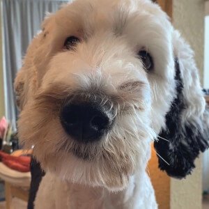 What About Bunny, 6 (狗)