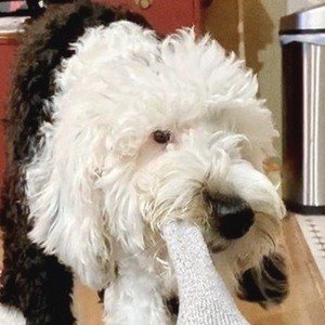 What About Bunny, 6 (Dog)