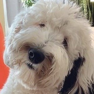 What About Bunny image 8