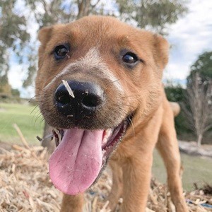 Winnie The Cattle Dog image 3