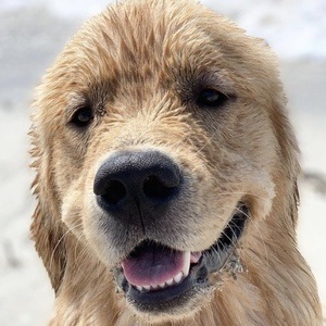 Xena Goldengirl_xena image 4