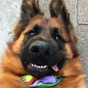 Zeus Shepherd, 9 (Собака)