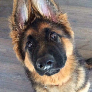 Zeus Shepherd, 9 (Dog)