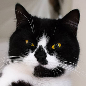 Zoe the Cat, 10 (Cat)