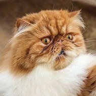 Adorable Mati, 10 (Cat)