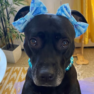 Akira the Black Pitbull, 8 (Con chó)