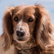 Alaska the Dog, 13 (Dog)