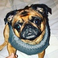 AMiniPug, 10 (Dog)