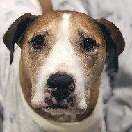 Amos Pearce, 12 (狗)