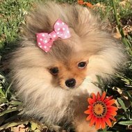 Angel Pom (2017 - 2019) (狗)