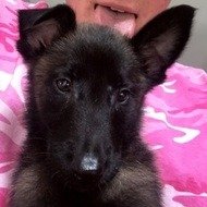 Apollo the K9, 8 (Dog)