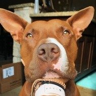 Baloo The Bunny Eared Bully, 8 (狗)