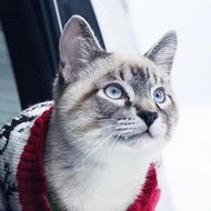 Baloo the Cat, 8 (猫)