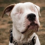 Bear the Blind Pit, 9 (狗)