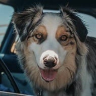 benji hensler, 5 (Instagram明星)