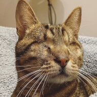 Blind Cat Dmitri , 7 (猫)