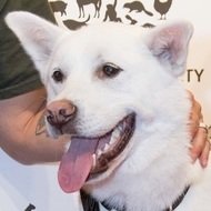 Boomer the Dog, 8 (Dog)