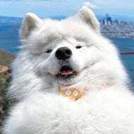 Boomer the Land Cloud, 7 (狗)