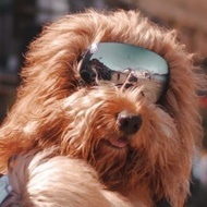 Brodie The Goldendoodle, 4 (Dog)