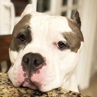 Brutus Patutus, 8 (狗)