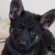 Calvin Snoopy and Calvin, 3 (Dog)