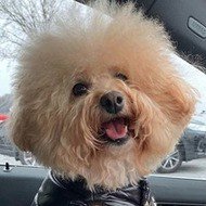 Charlie the Doodle, 13 (Dog)