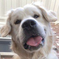 Charlie the Golden, 6 (Dog)